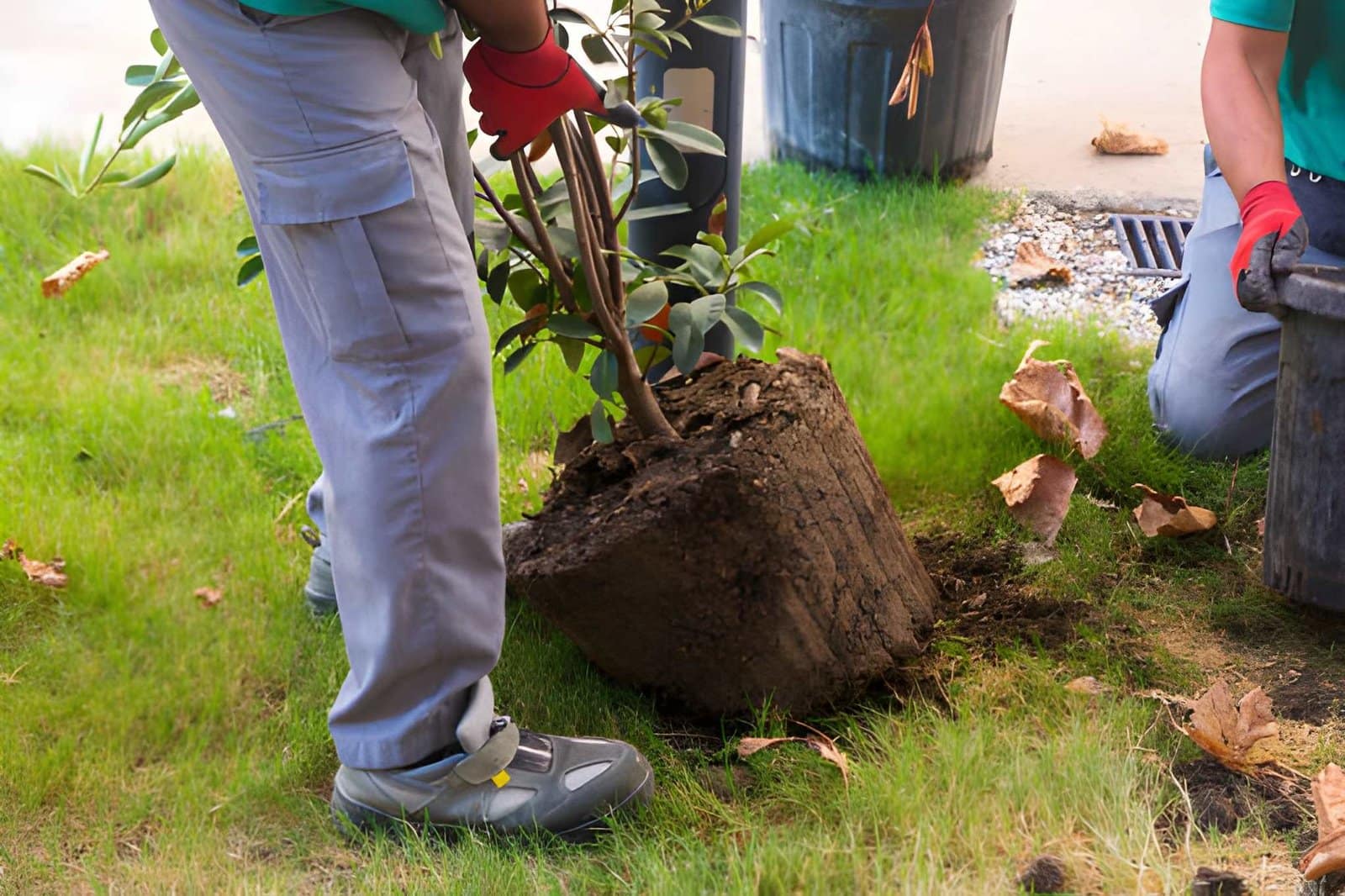 Tree Planting Services for Rental Properties