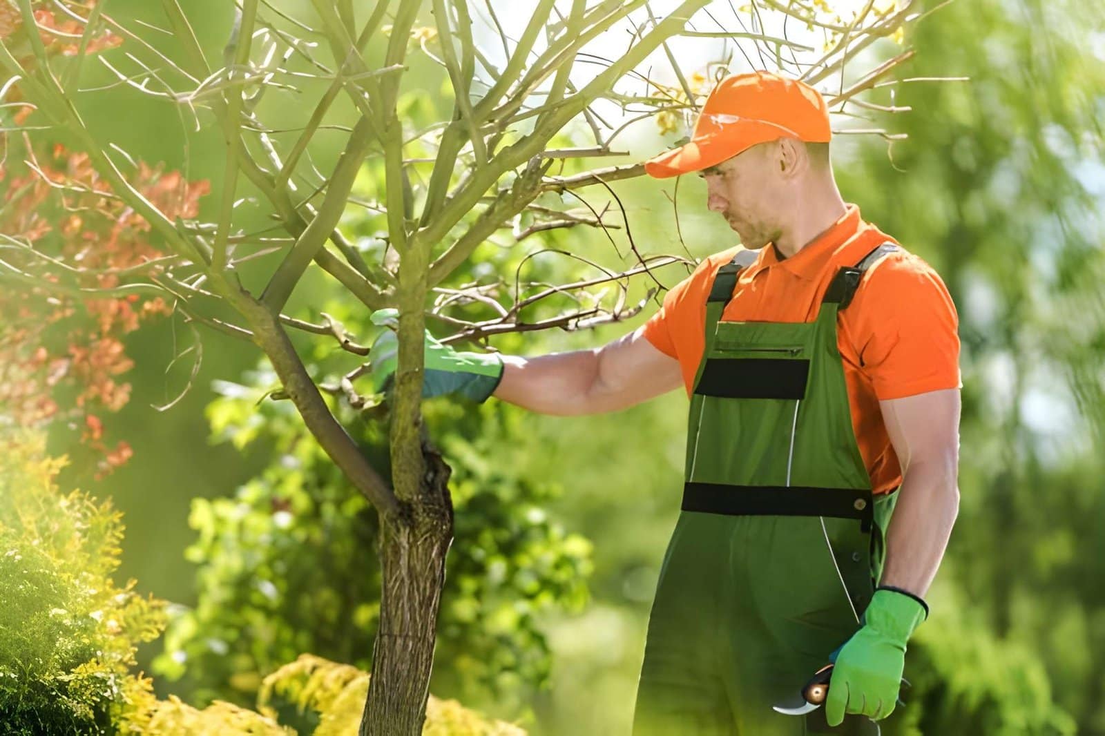 Tree Pruning Services for Rental Properties