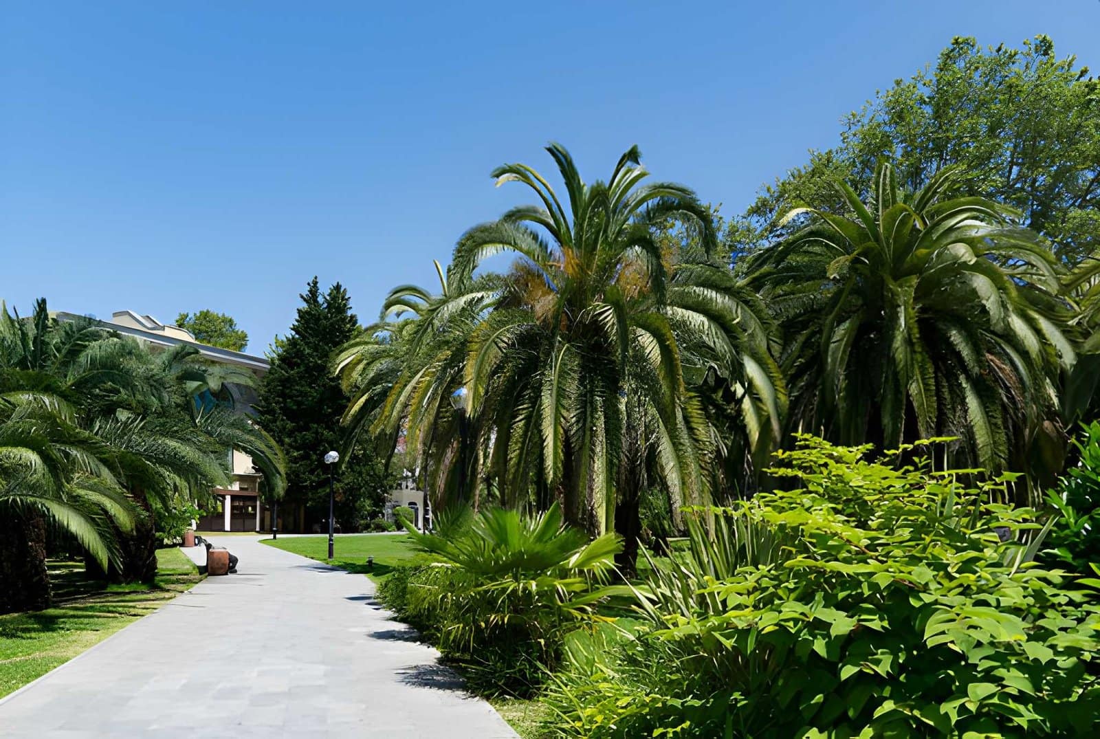 Tree Care Services in Phoenix, AZ