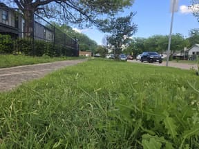 Overgrown right-of-way strip between the sidewalk and curb at a Scottsdale property