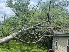 Tree Services