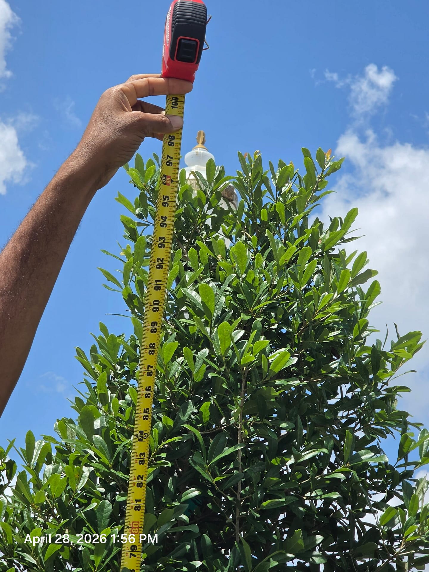 Tree inspection and scope assessment for a Gilbert, AZ property