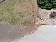 Heat-stressed lawn caused by a failed irrigation line at a Scottsdale rental