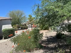 Routine landscaping maintenance visit at a Scottsdale rental property