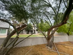 Breasy reviewing a Cave Creek tree service checklist