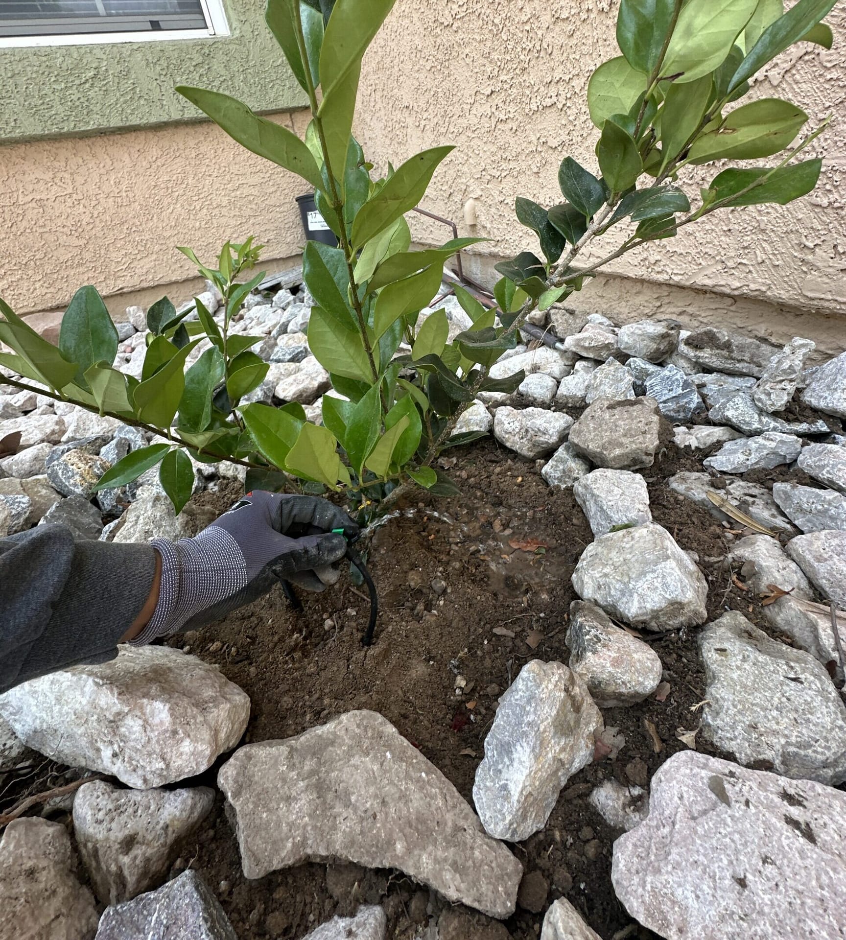 Newly planted tree with staking completed at a Mesa, AZ property