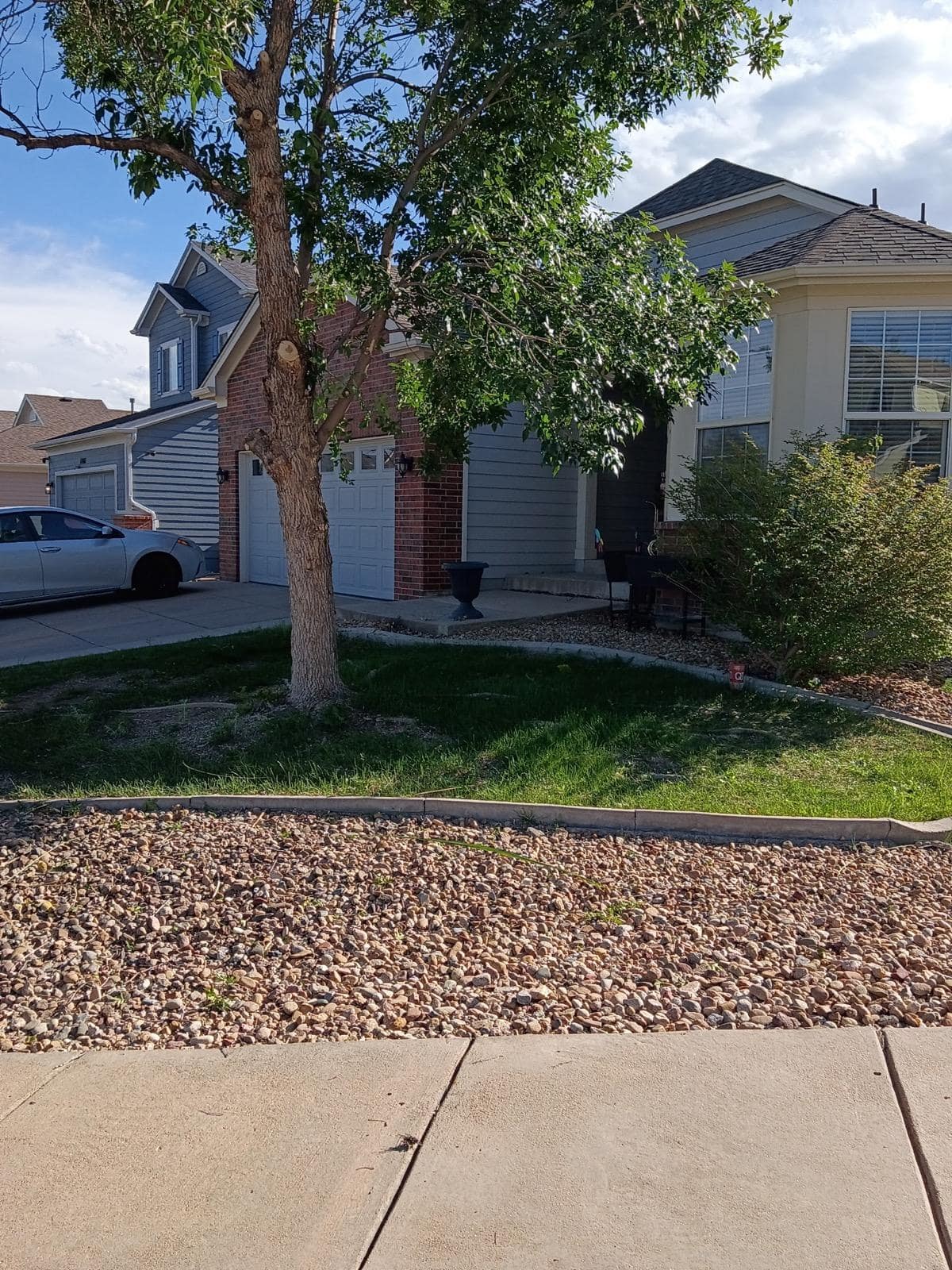 Tree trimming and pruning scope assessment for a Mesa, AZ property