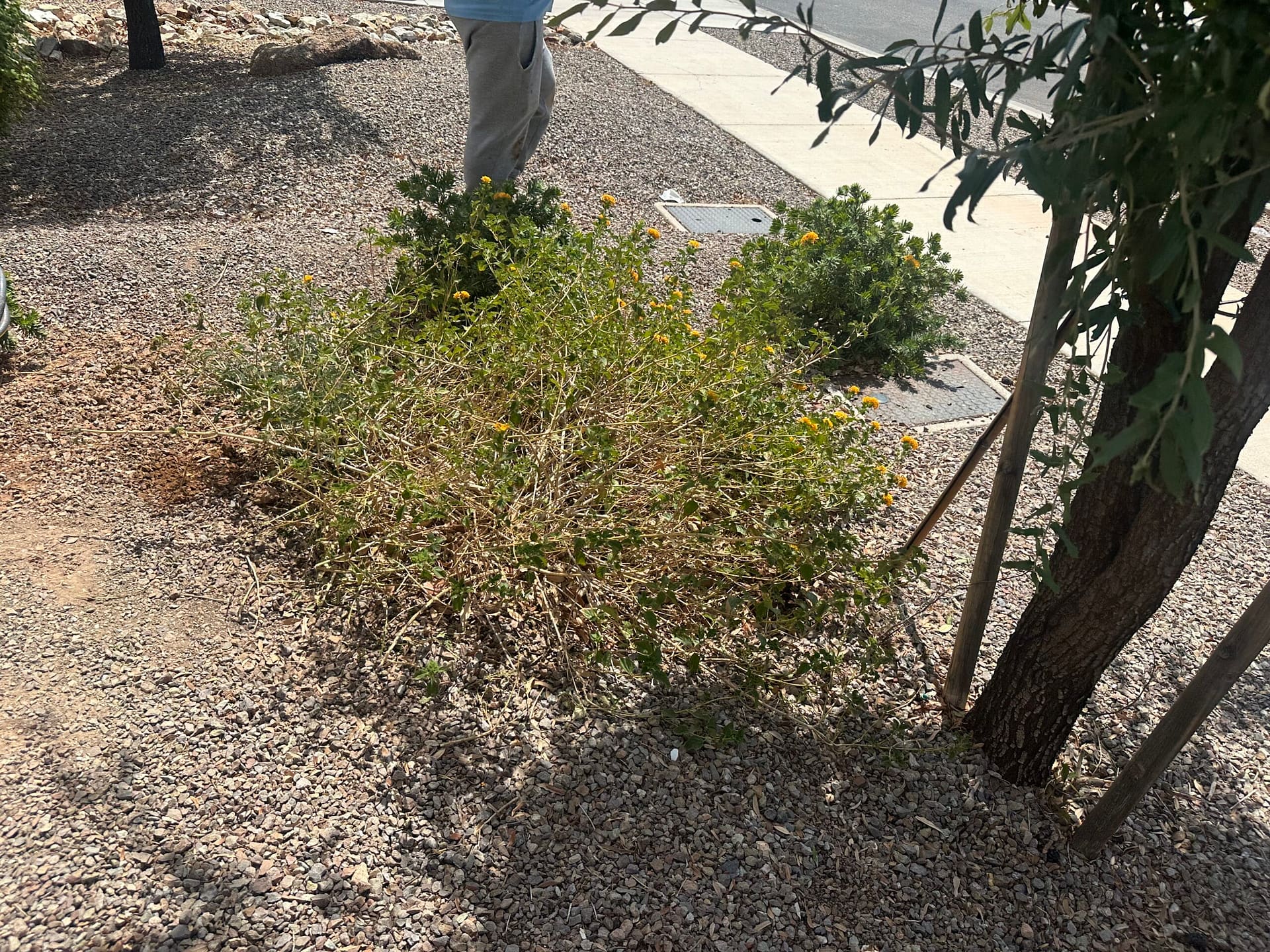 Tracking an escalating HOA fine schedule for a Tatum Ranch property in Cave Creek