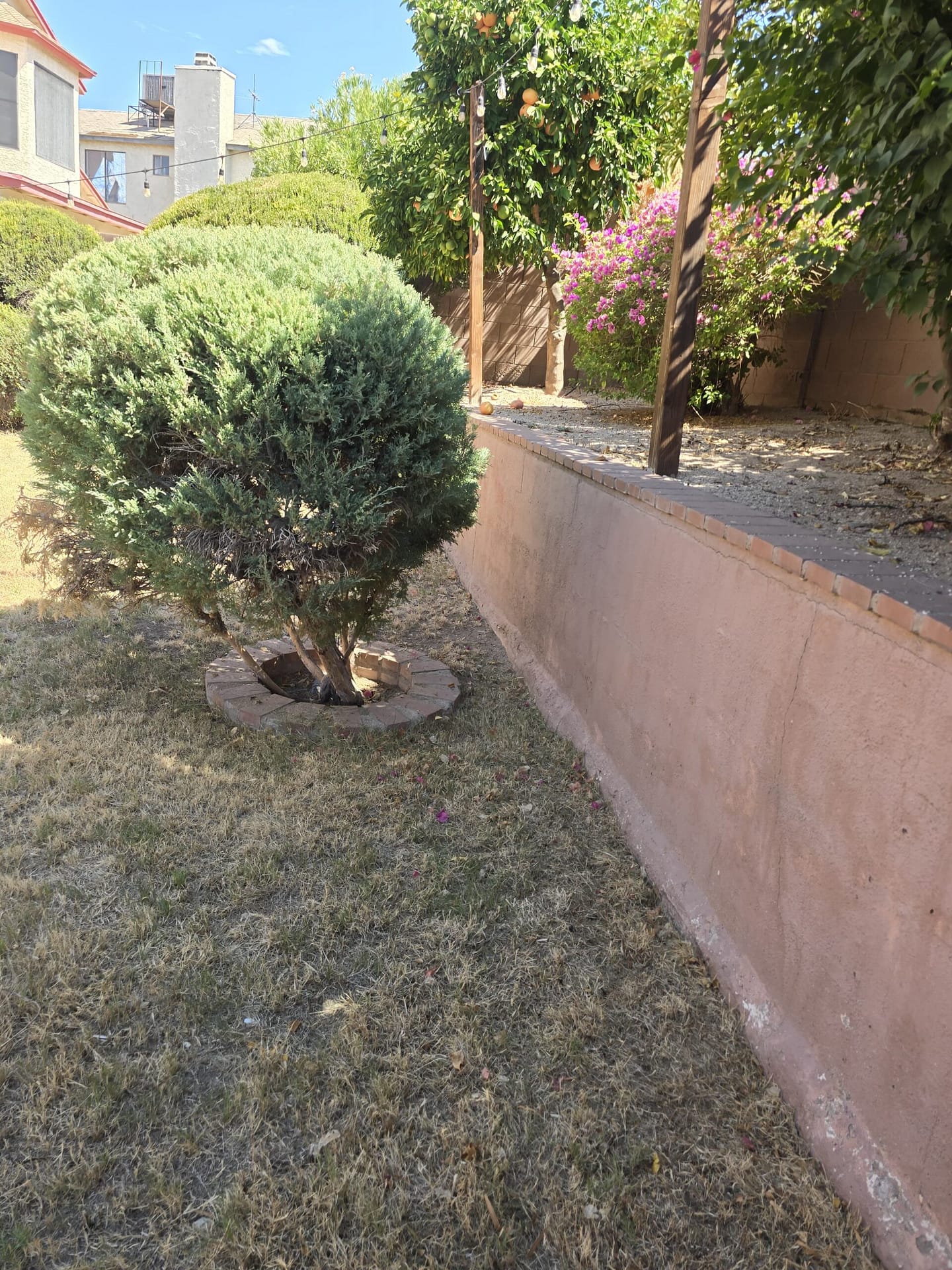 Breasy reviewing a Cave Creek landscaping maintenance checklist