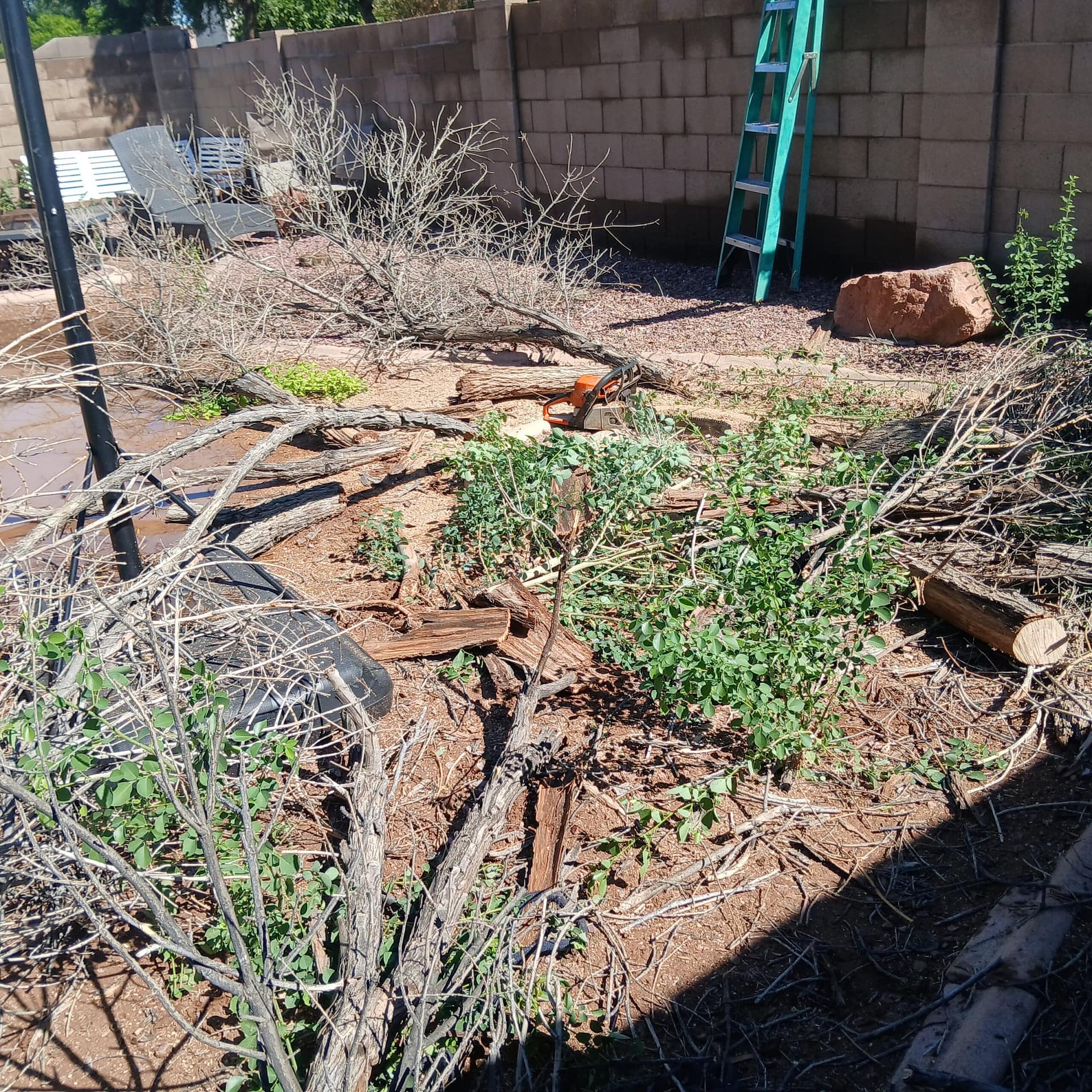 Tree Services in Cave Creek, AZ
