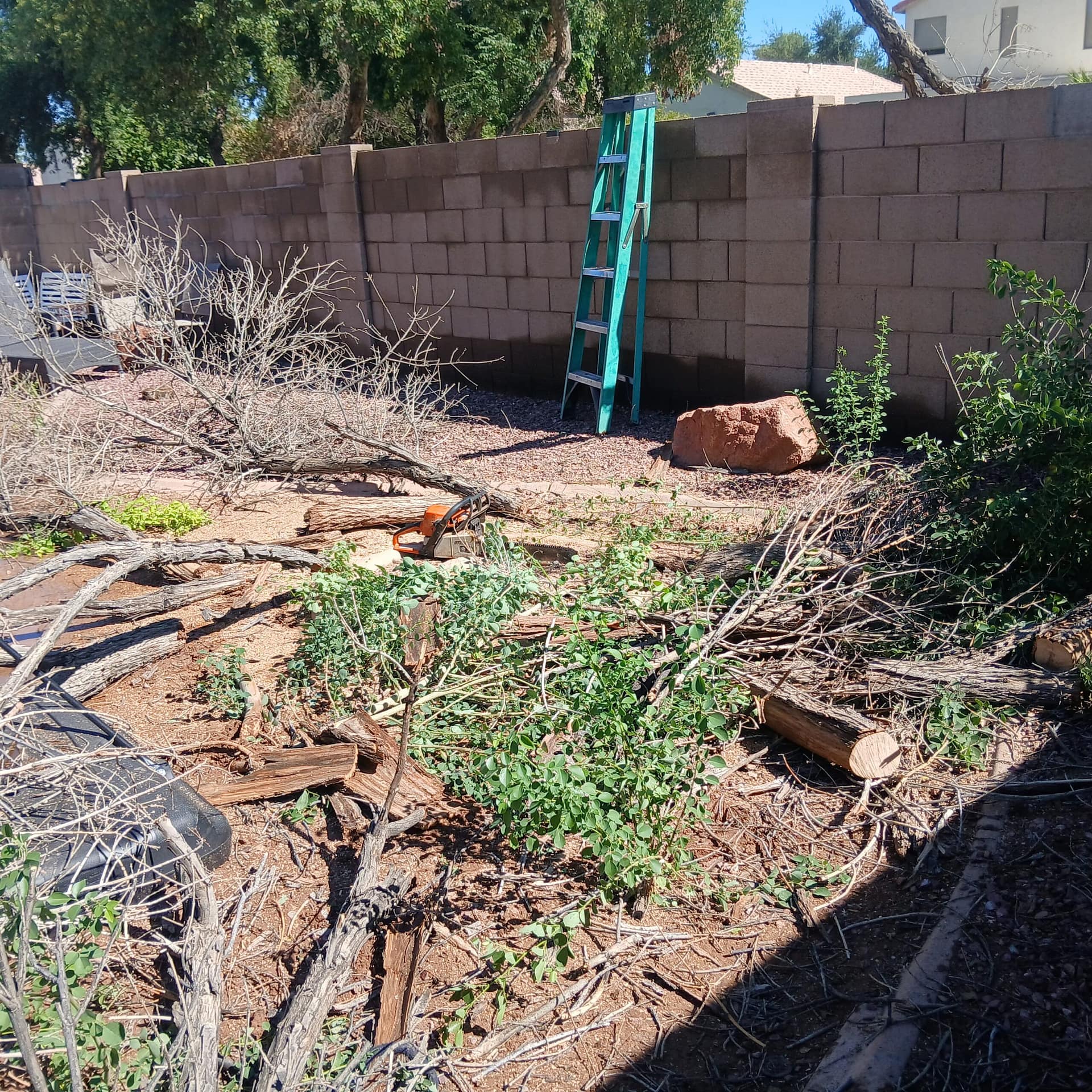 Breasy identifying a protected palo verde tree on a Cave Creek property before removal