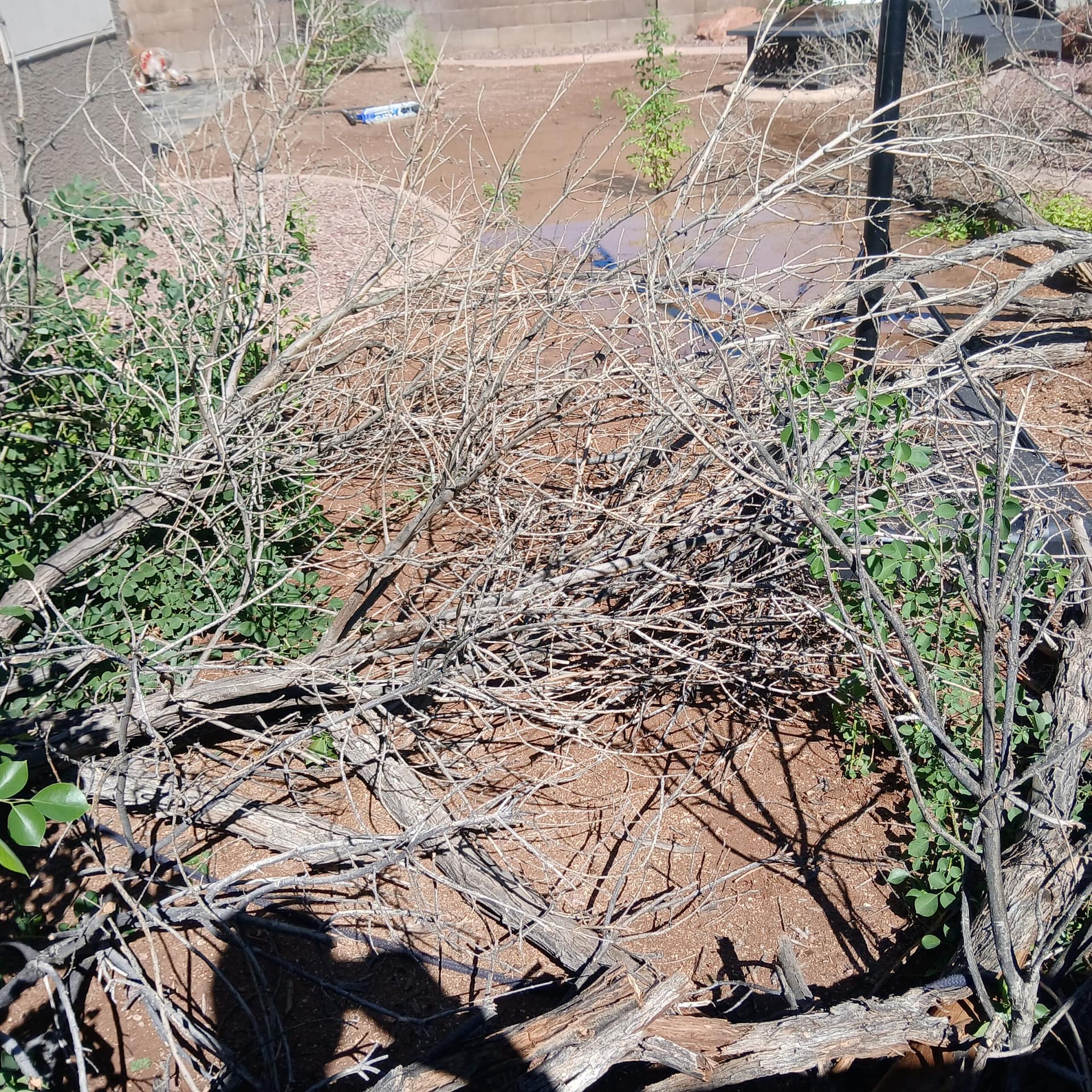 Storm-damaged shade tree on a Cave Creek property after a monsoon windstorm